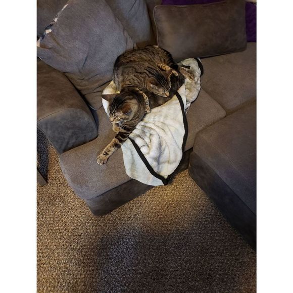 Croft & Barrow Tee - Picture 3 of 3